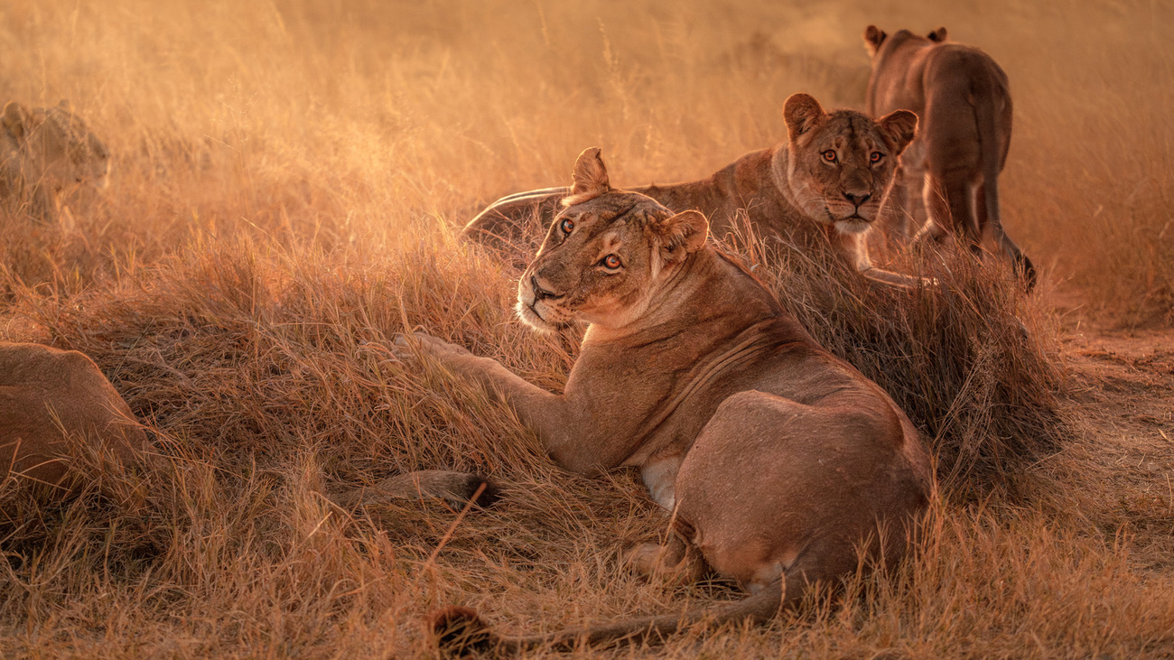 Traveler watching a Zimbabwe sunset