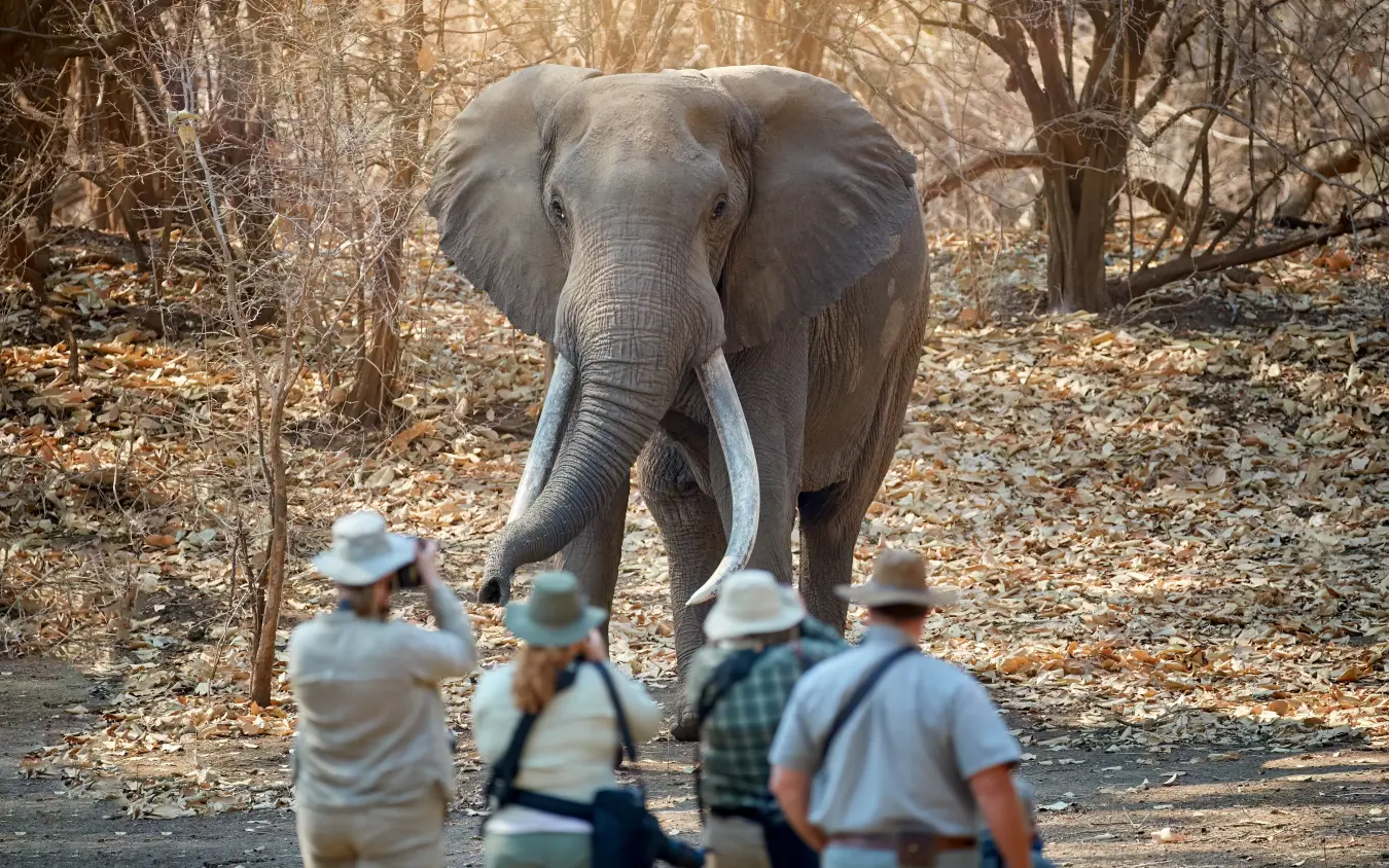 Victoria Falls Safari