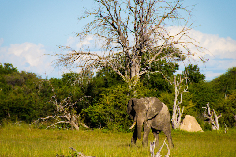 Zambezi River